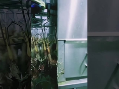 Máquina de matadero de aves de corral de alta capacidad