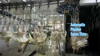 desplumadora automática