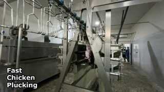 desplumadora del pollo