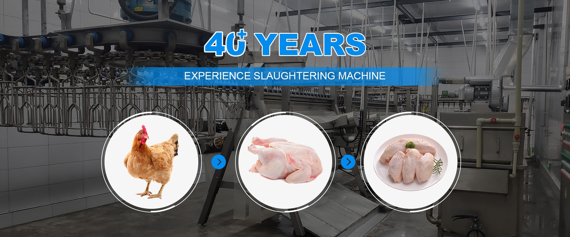 calidad Máquina de la matanza del pollo fábrica