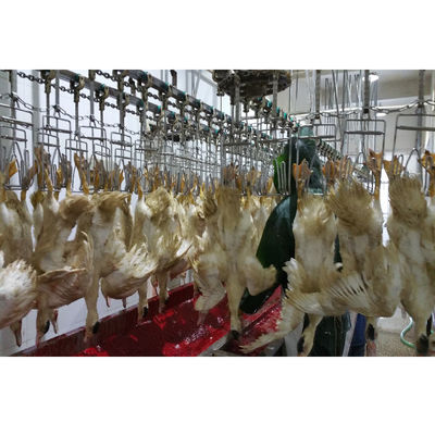 Equipo de matadero de aves de corral de engorde profesional Máquina de matanza de codorniz personalizada