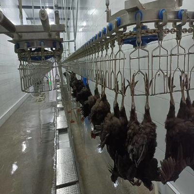 Línea de sacrificio de pollo de acero inoxidable Máquinas de procesamiento de aves de corral de ajuste flexible