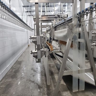 Máquina automática de sacrificio de aves de corral 500-1000 BPH Línea de sacrificio de pollos