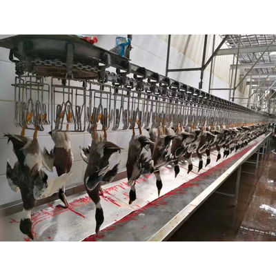 Línea de producción de matadero de pollo de acero inoxidable para diversas capacidades de producción