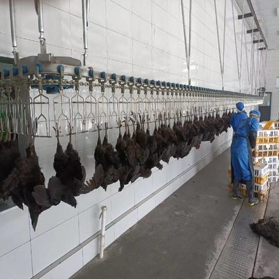Máquina automática de calentamiento eléctrico de pollo para línea de sacrificio
