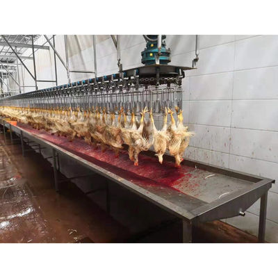 Línea de sacrificio de pollos halal/Equipo para otra transformación y rendimiento garantizado