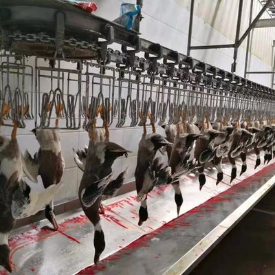 Máquina de sacrificio de gallinas, gansos, pavos y patos 1000BPH Máquina para procesar aves de corral