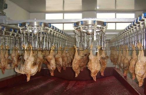 Línea de procesamiento avícola personalizable y duradera con materiales de acero inoxidable Acero inoxidable 304