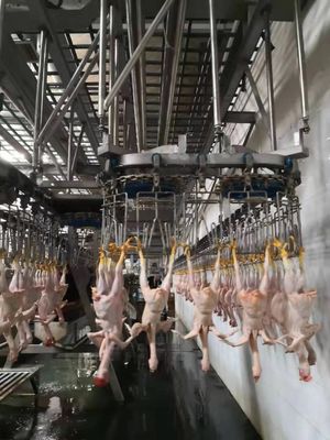 Aprobación de la máquina de sacrificio automática de línea de sacrificio de pollos duradera