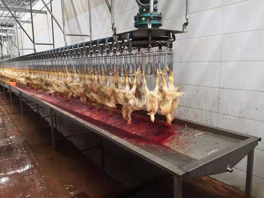 1000 pollos por hora (Bph) Completa mini línea de procesamiento de aves de corral matadero