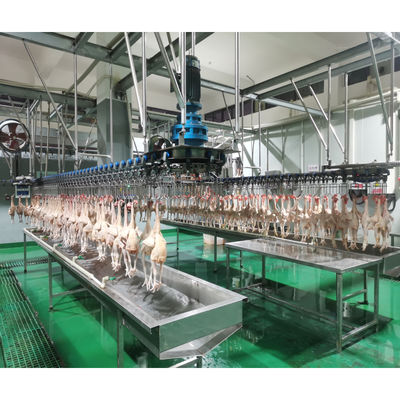 Ingenieros para el servicio de maquinaria en el extranjero Línea de sacrificio de pollos para el sacrificio y desplume de aves