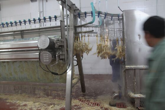 Maquinaria para despejar pollo Pequeñas aves de corral Abate de aves de corral (pollos) Procesamiento de carne Equipo de procesamiento de pollo