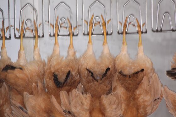 Equipo de sacrificio de pollo Halal de alta eficiencia línea de procesamiento de aves de corral llave en mano para 1000 aves por hora